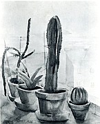   Kakteen am Atelierfenster, 1926, Öl auf Leinwand, ca. 50x40 cm, WV 19